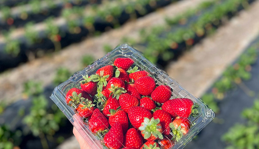 Strawberry Picker