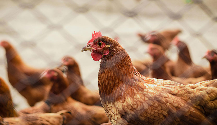 Poultry Farm